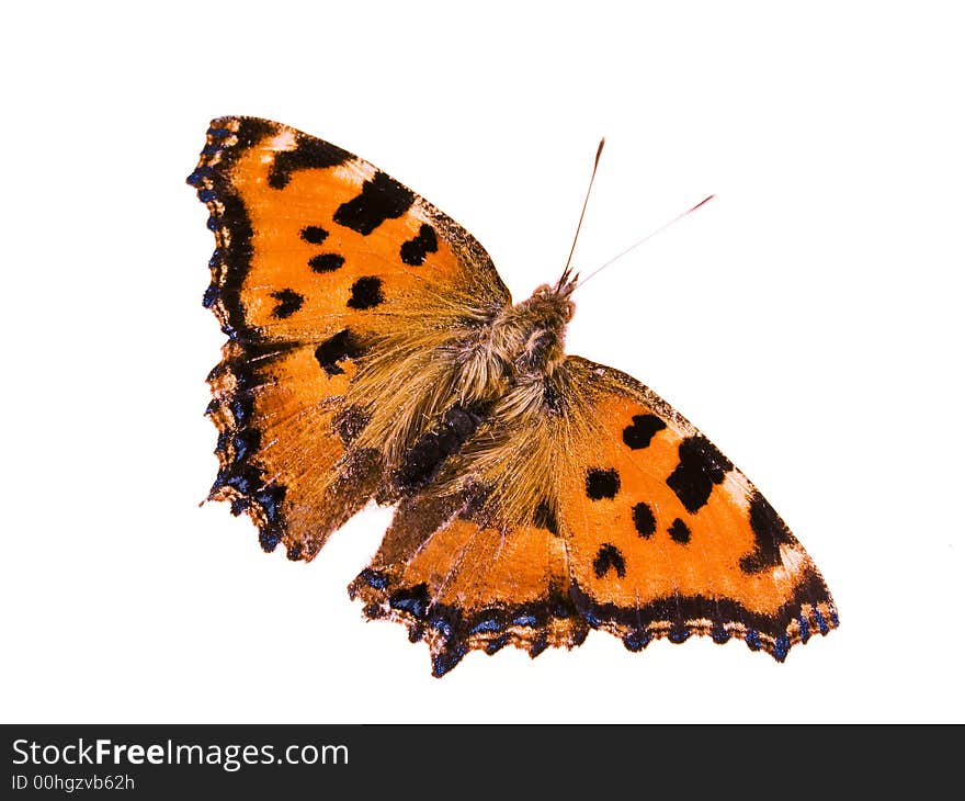 Brown butterfly with blue spots at the wings and two long antennas. Brown butterfly with blue spots at the wings and two long antennas