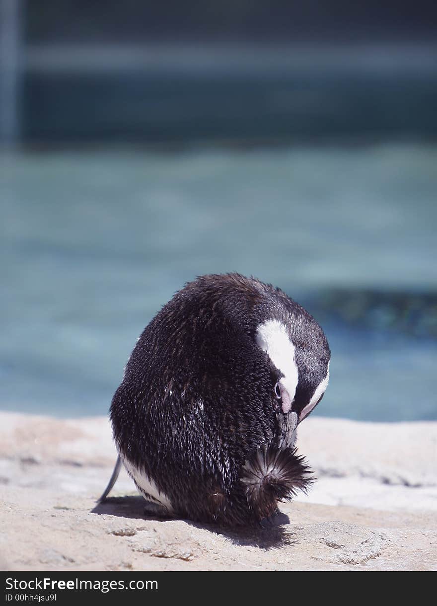 Black Penguin fluffing it's feathers on a hot day