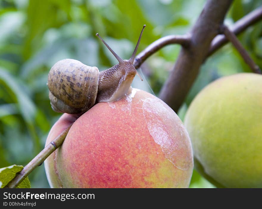 A snail enjoying a morning stroll on a delicious looking peach. A snail enjoying a morning stroll on a delicious looking peach