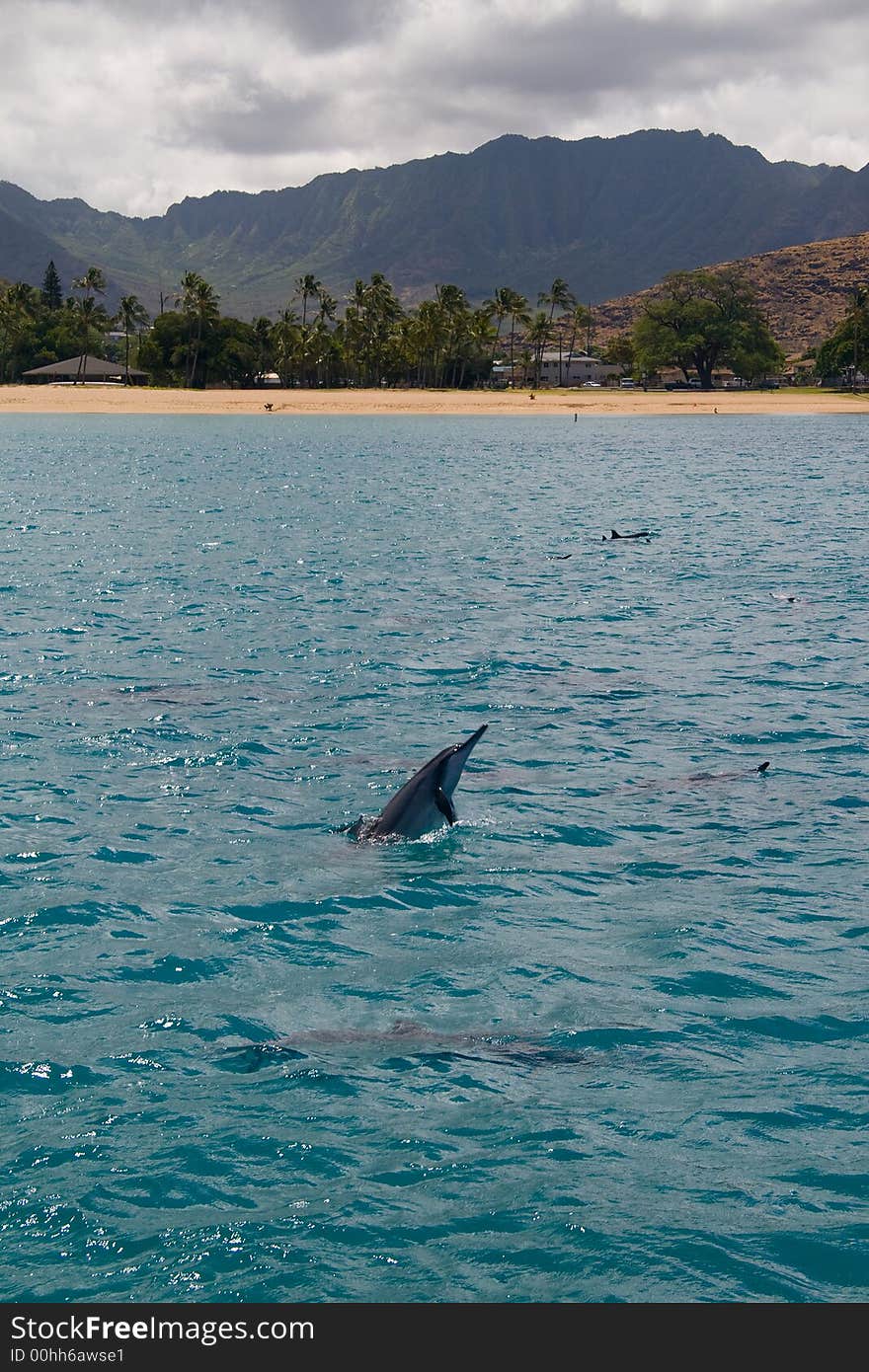 Jumping Dolphin