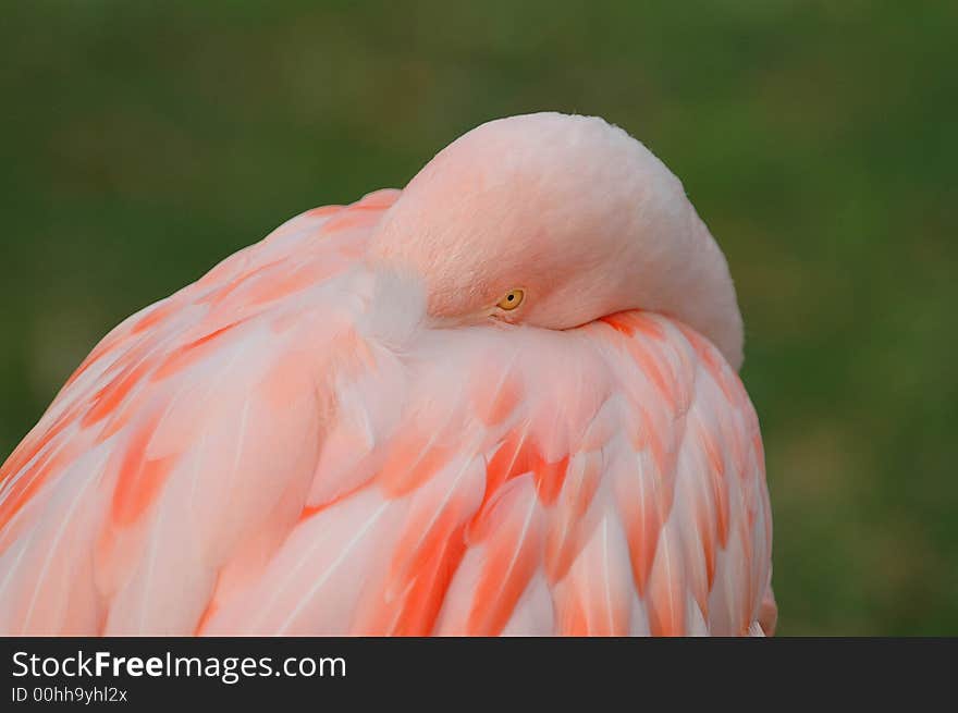 Shy Flamingo