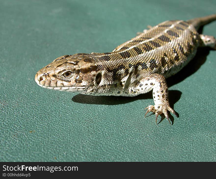 The small lizard on the green background, heated on the sun