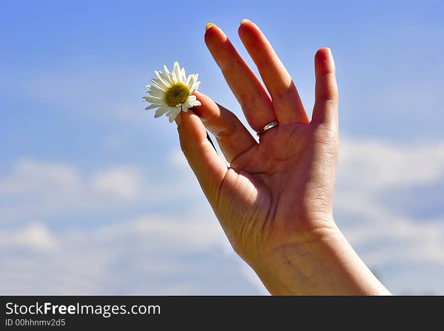 Woman hand, white chamomile and sky as background. Woman hand, white chamomile and sky as background