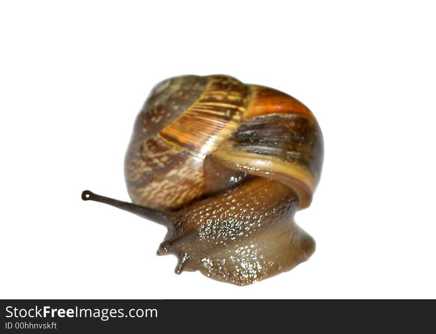 Small snail isolated on the white background. Small snail isolated on the white background