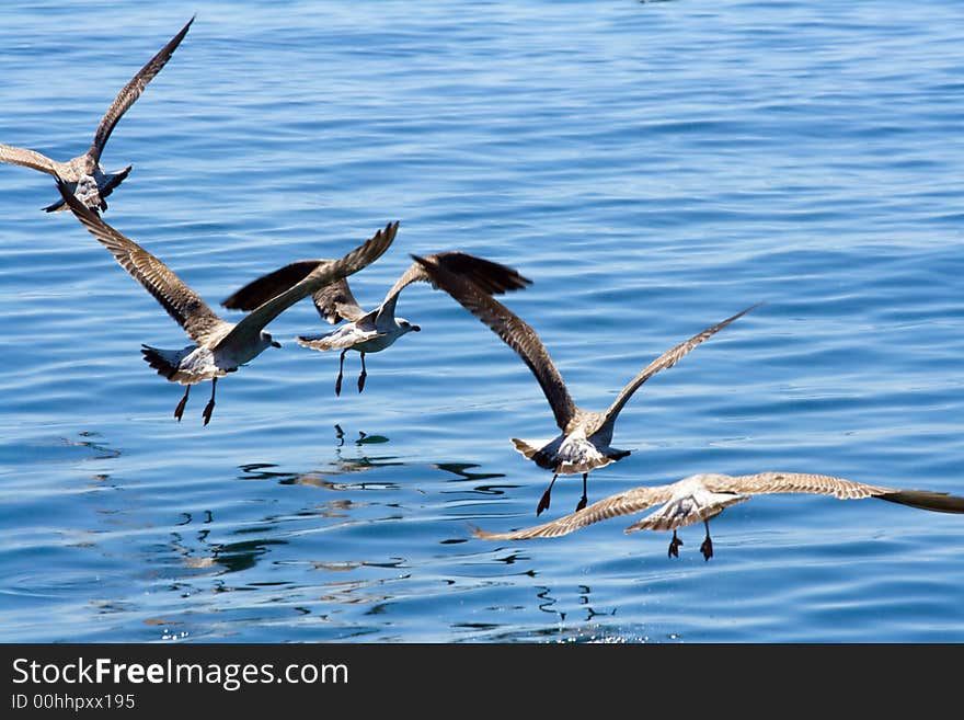 Seagulls