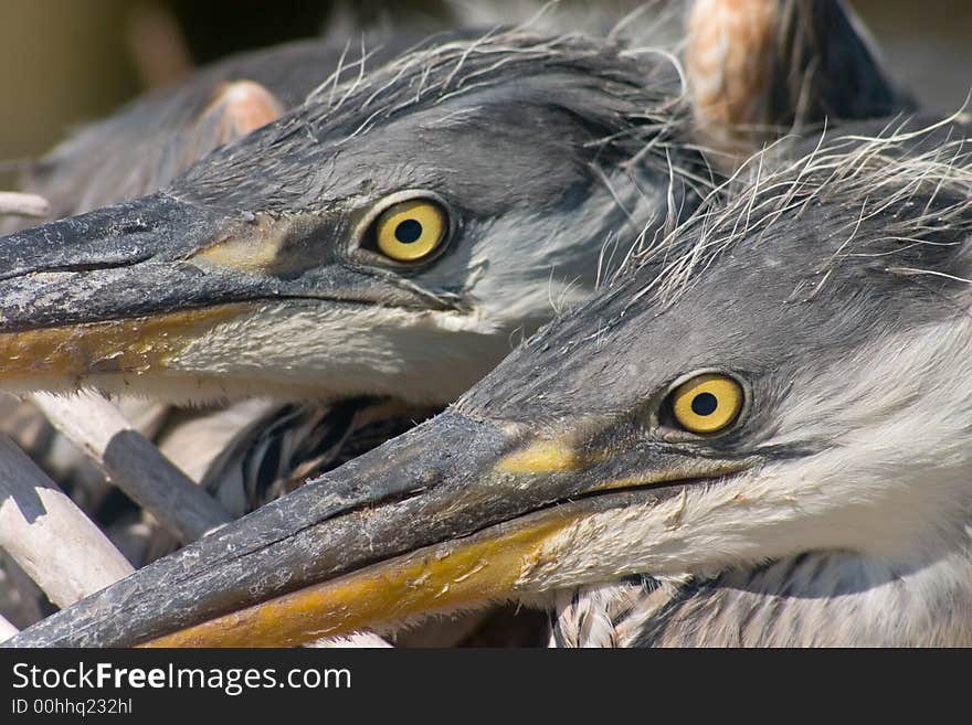 Two nestling of gray heron bird glaring from nest. Two nestling of gray heron bird glaring from nest