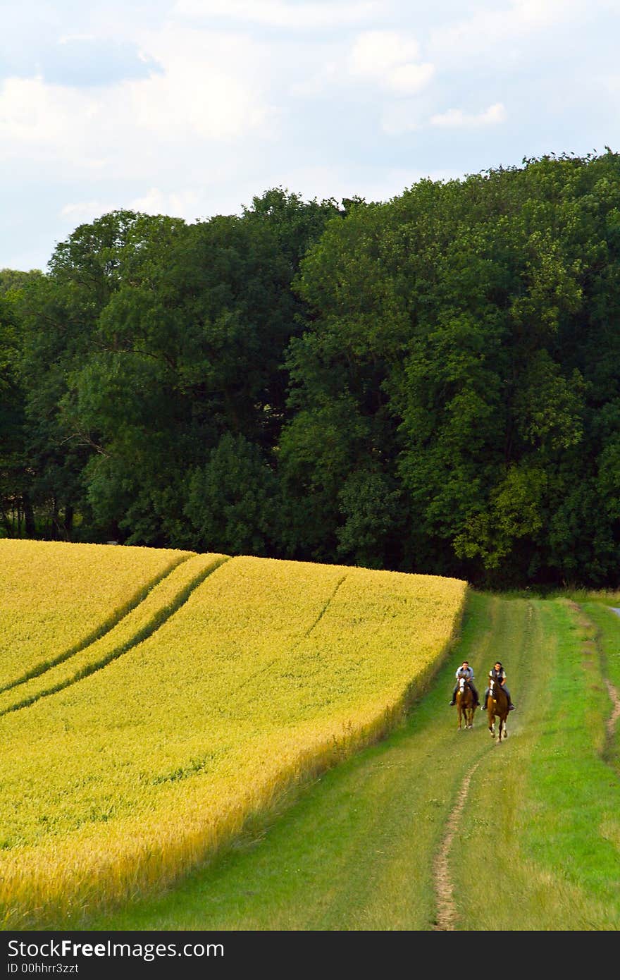 Riding along a wheat field