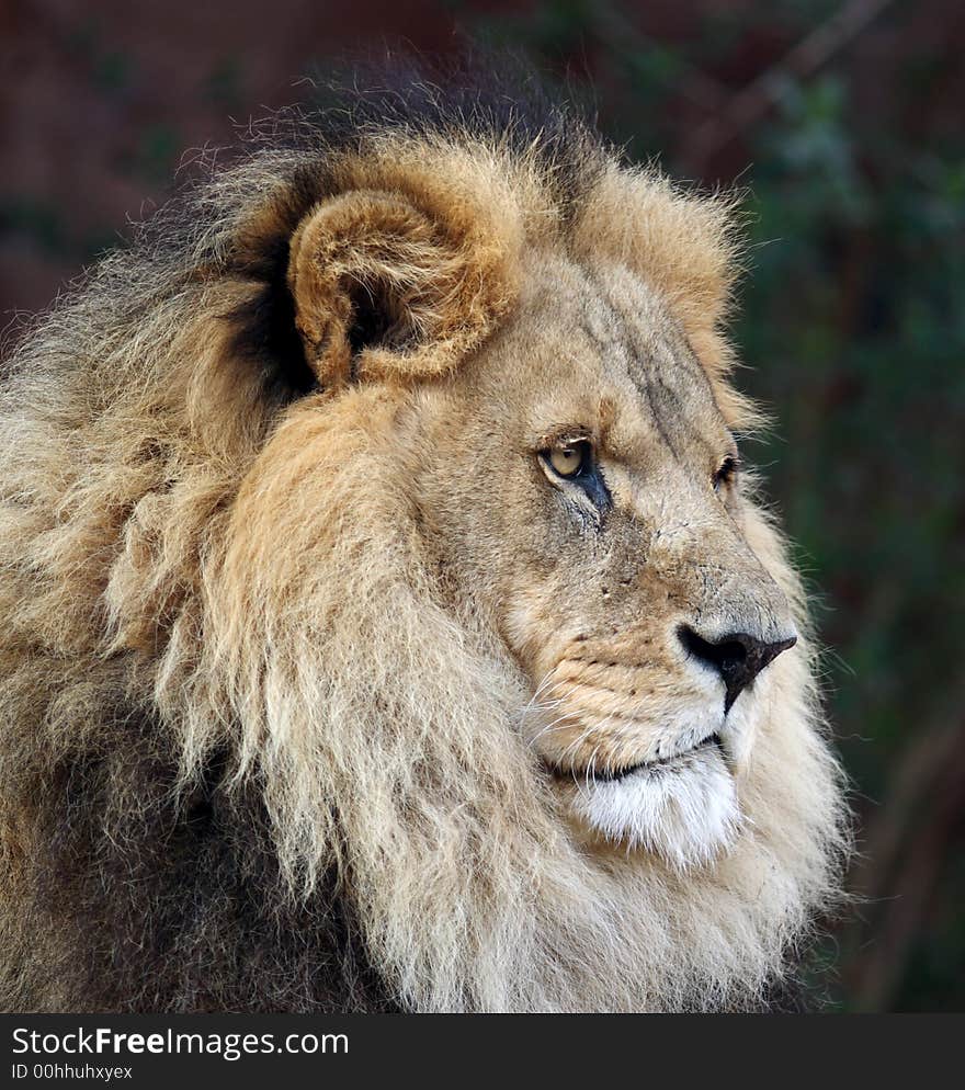 Imperious Male Lion