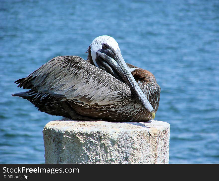 Resting pelican