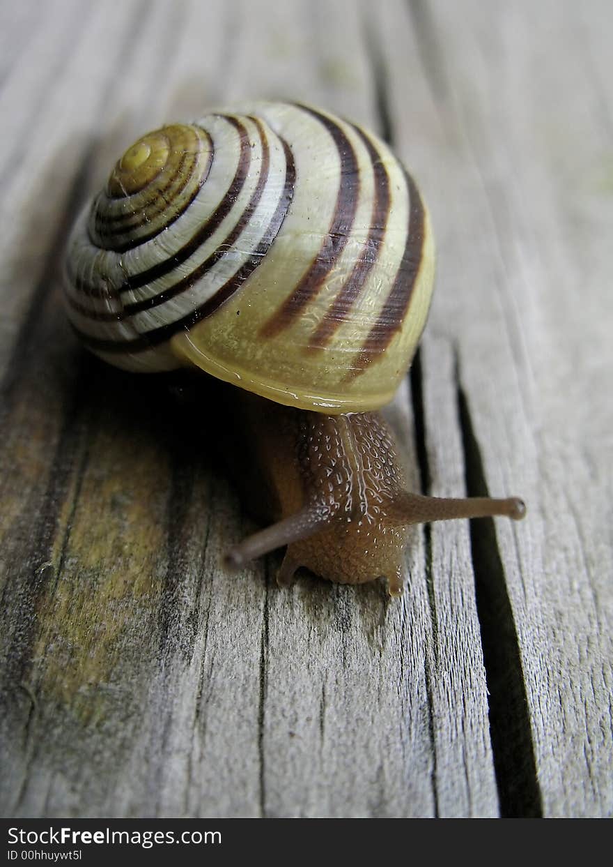 Snail Approaching