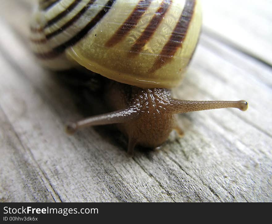 The face of a striped garden snail. The face of a striped garden snail.