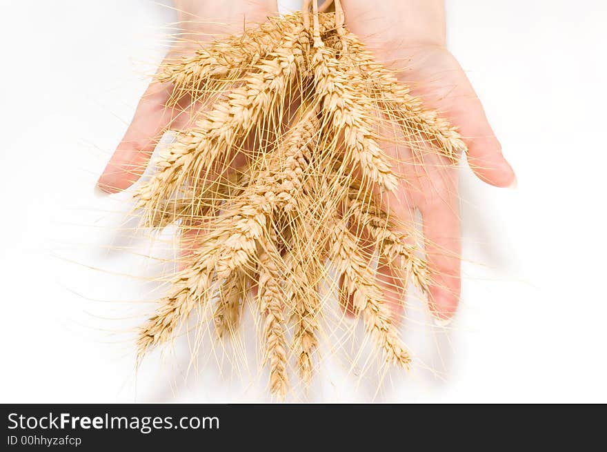 Wheat and hands isolated on white