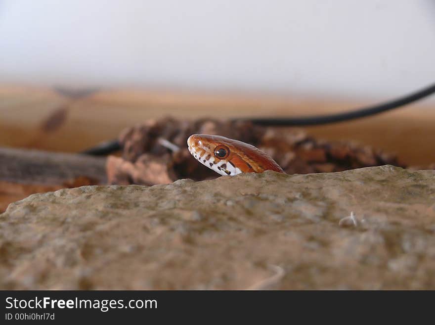 Corn Snake Peekaboo