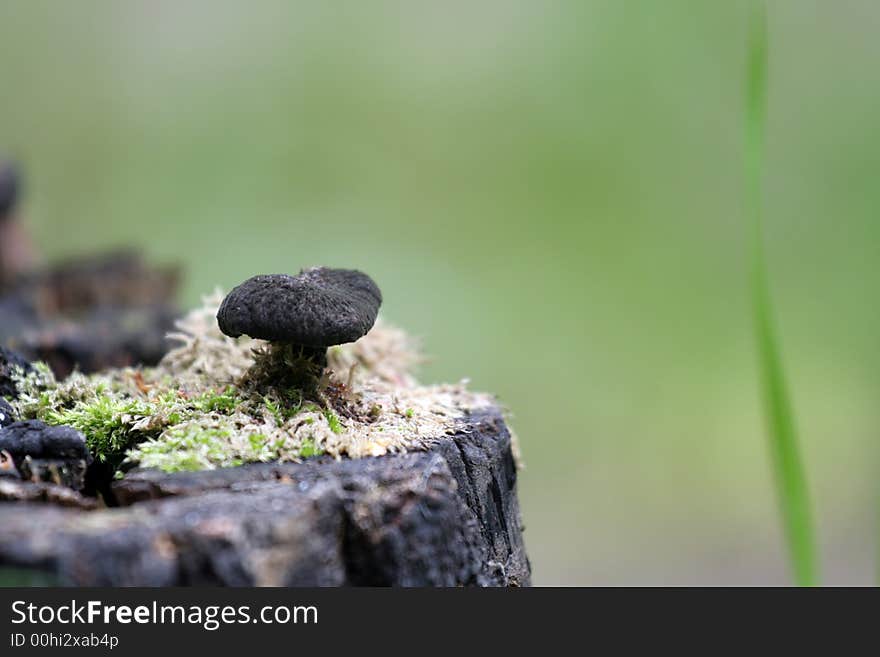 Mushroom and moss at stump. Mushroom and moss at stump.