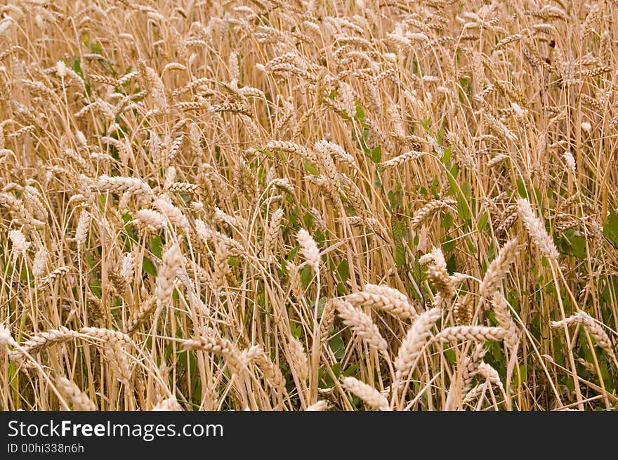 Cereal field in the morning