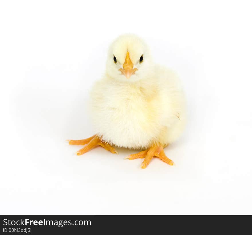 A yellow chick lays down on a white background. A yellow chick lays down on a white background