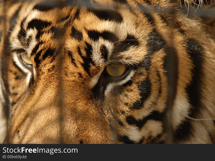 Portrait of a tiger behind bars with the shadows of the bars across the tigers face. Portrait of a tiger behind bars with the shadows of the bars across the tigers face.