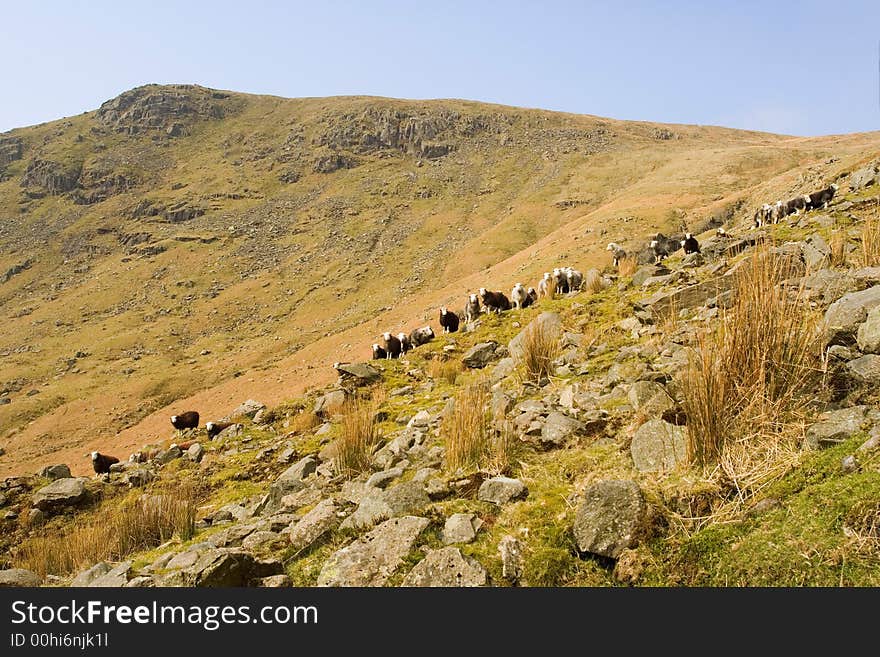 Sheep lined up on the fellside in the Lake District. Sheep lined up on the fellside in the Lake District