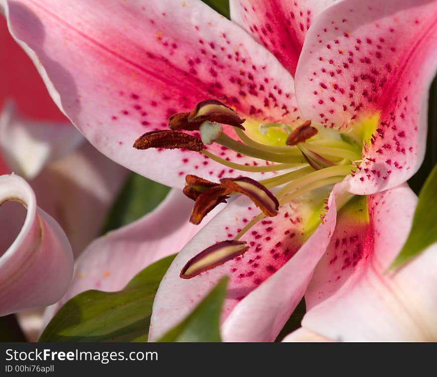 Pink lily macro with shallow depth of field - focus on tip of stamen