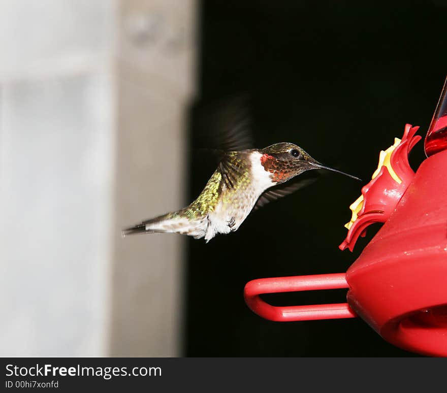 Ruby Throat Humming bird