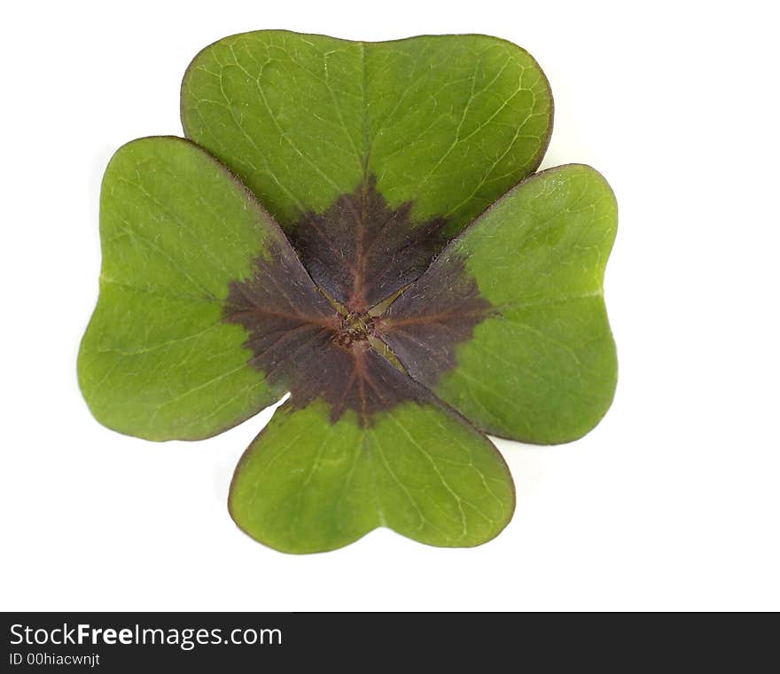 Four-leafed Clover on a white surface,