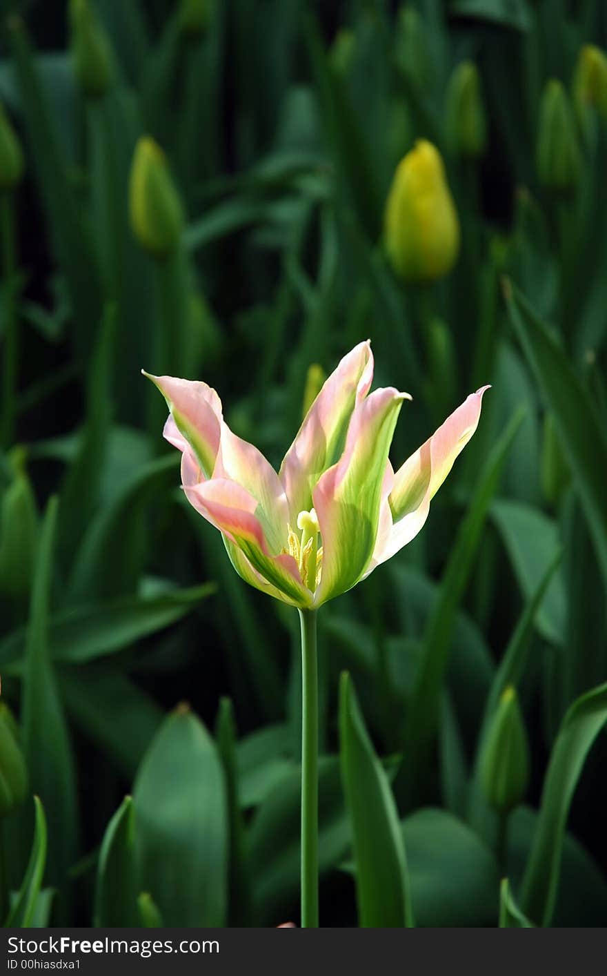 A green and pink tulip with spiky petals that catches the light beautifully. A green and pink tulip with spiky petals that catches the light beautifully