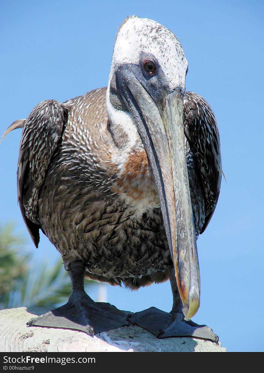 Resting pelican