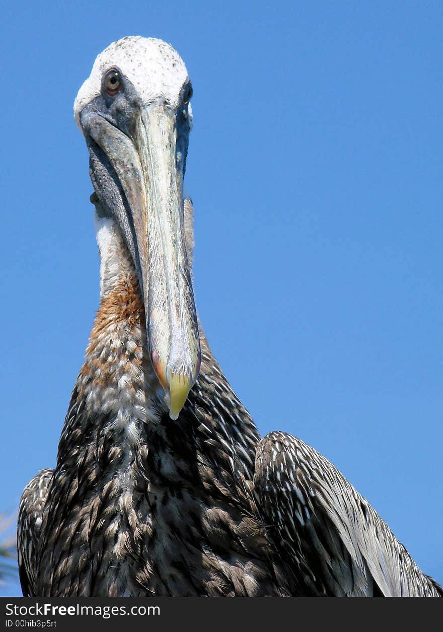 This is a closeup pf a pelicans face