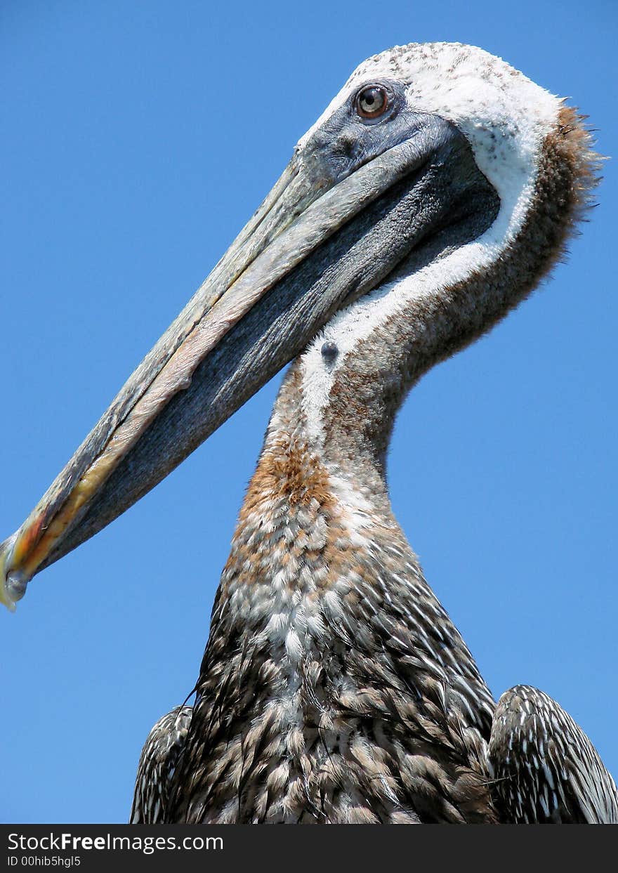 This is a closeup pf a pelicans face