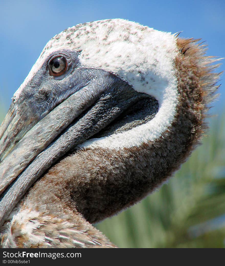 This is a closeup pf a pelicans face