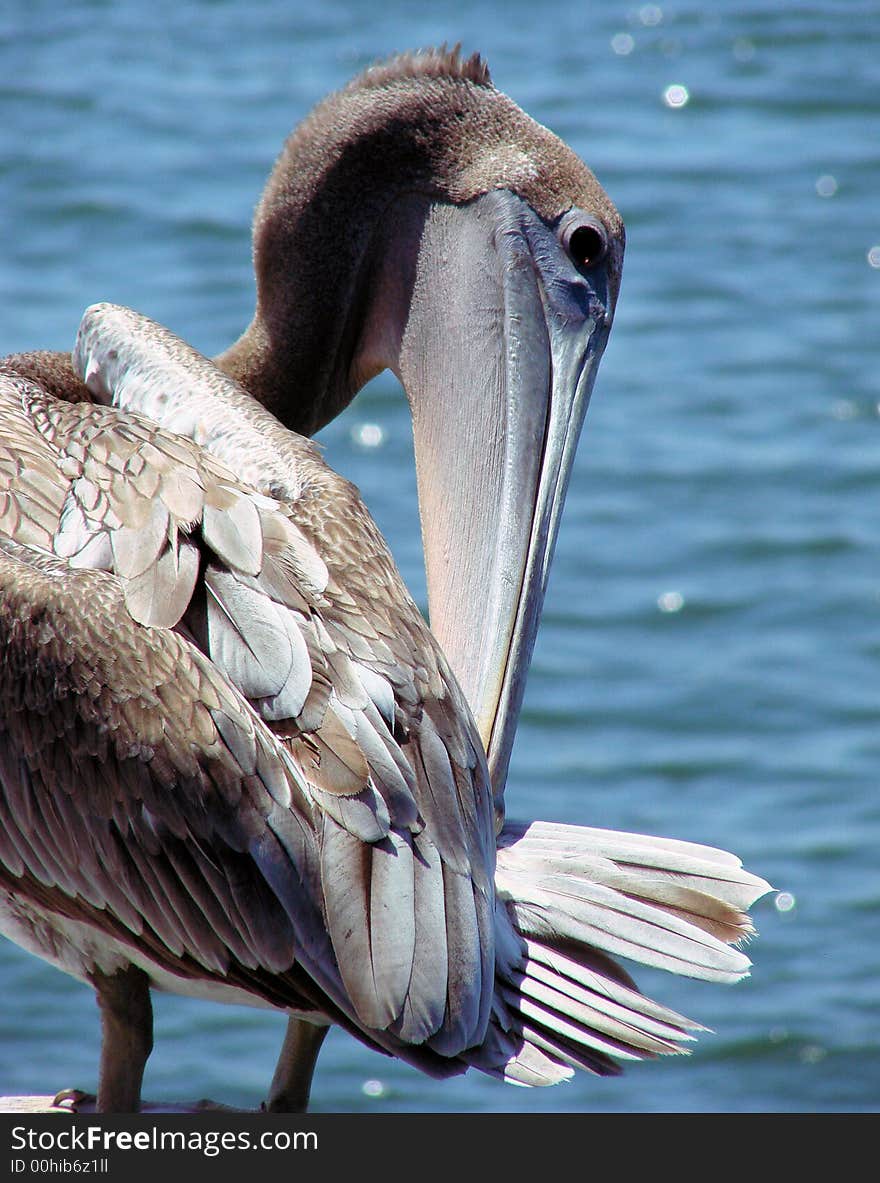 This is a closeup pf a pelicans face