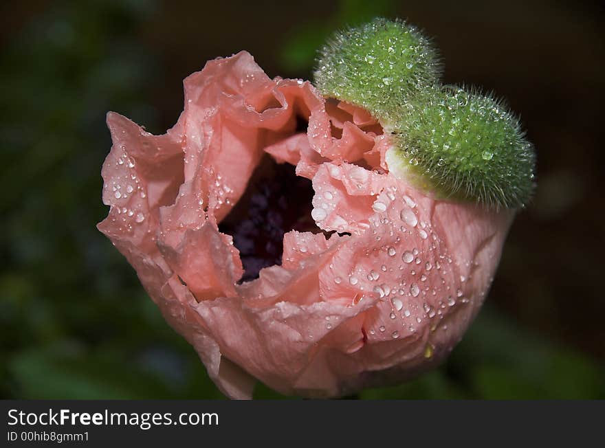 The pink poppy after the rain