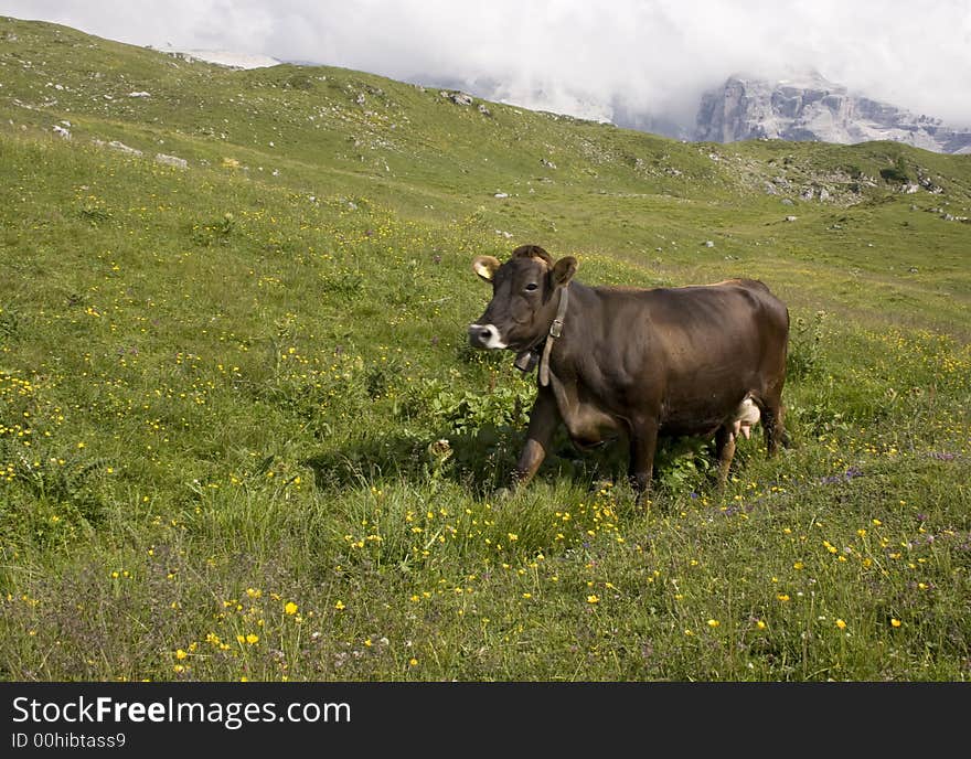 Running cow on meadow