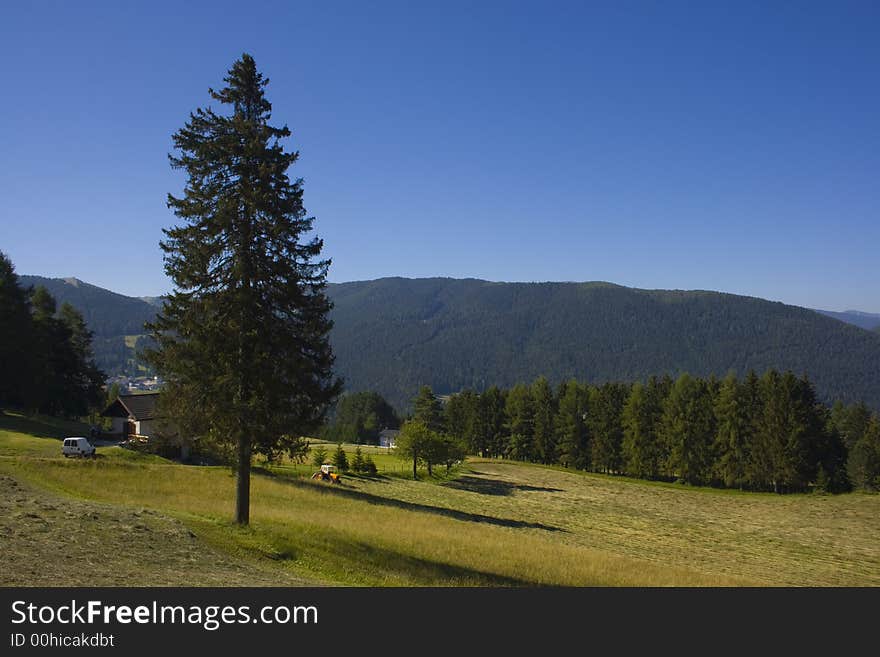 Beautiful rural alpine landscape with a tree