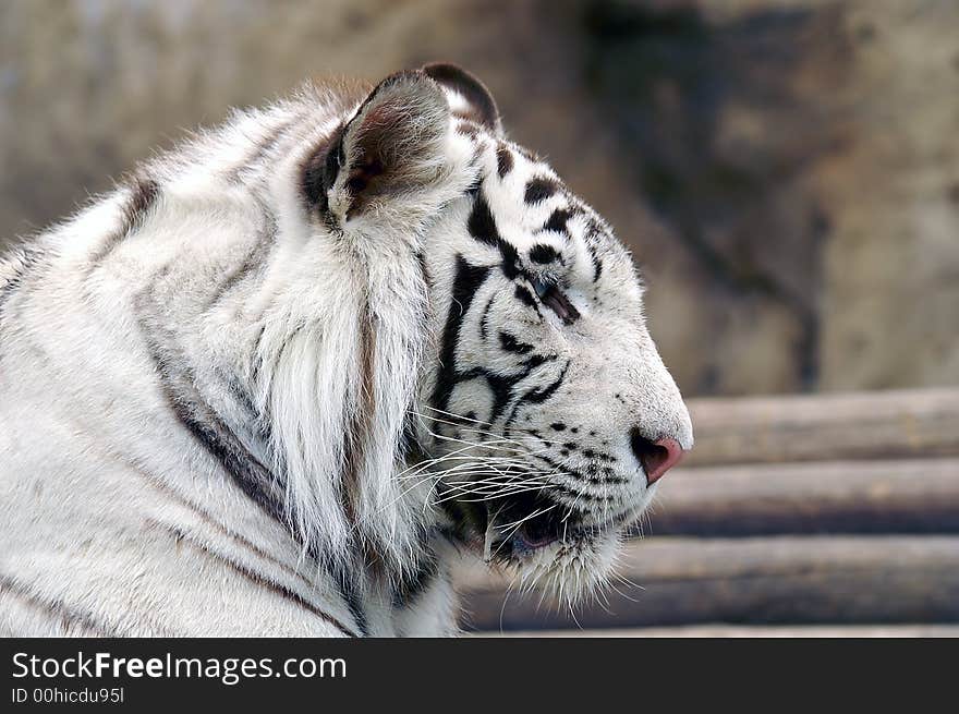 Profile of white bengal tiger. Profile of white bengal tiger