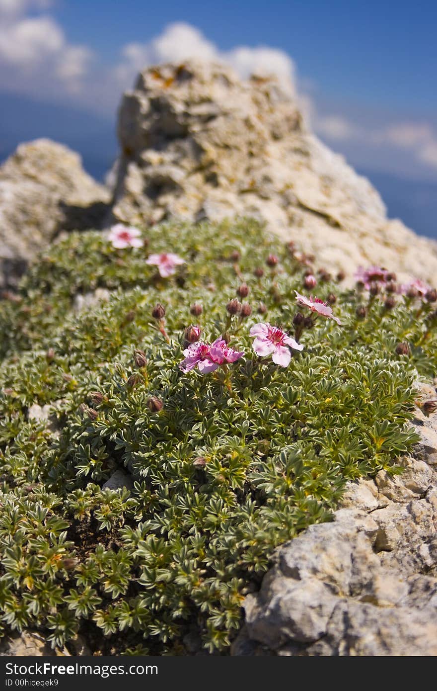 Flowers on the peak in alps