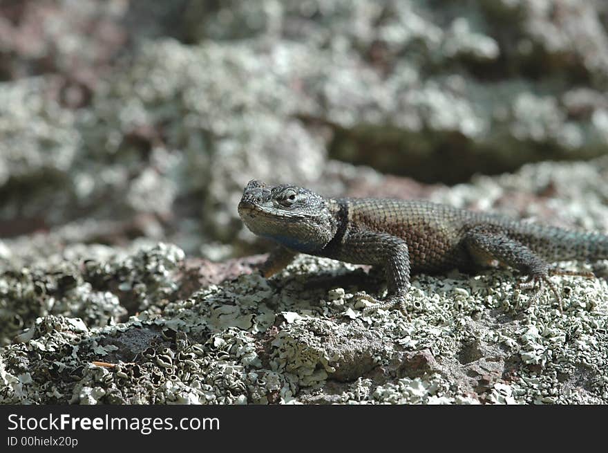 A small spiny lizard from the southern Arizona mountains. A small spiny lizard from the southern Arizona mountains.