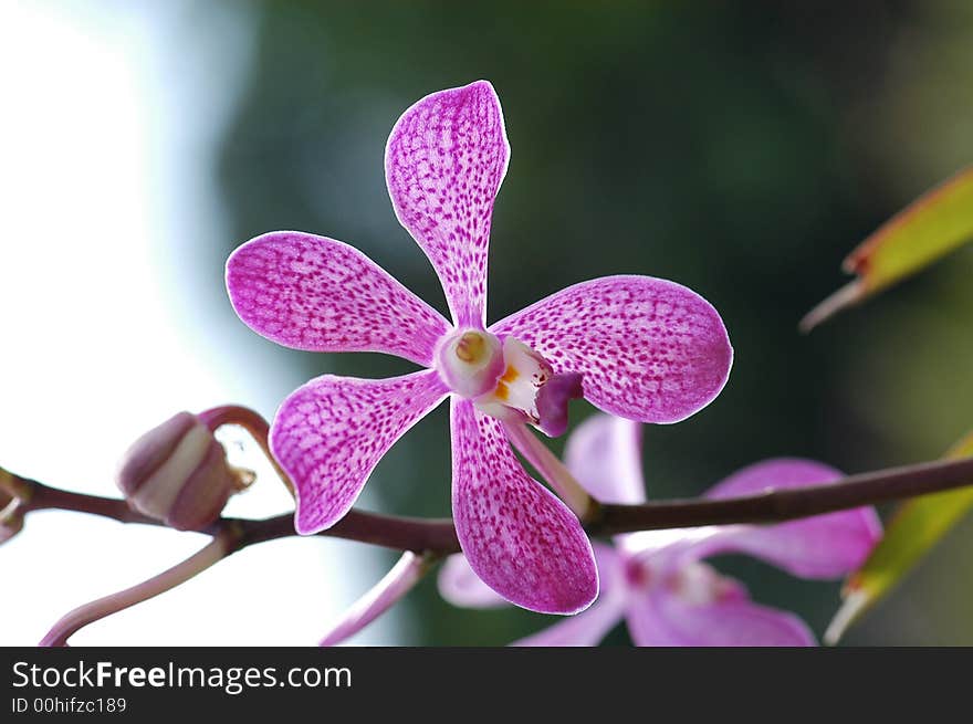 Small purple color orchid