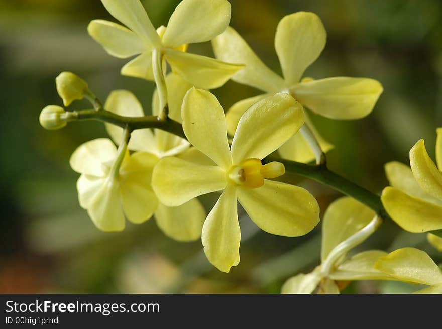 Small yellow color orchid