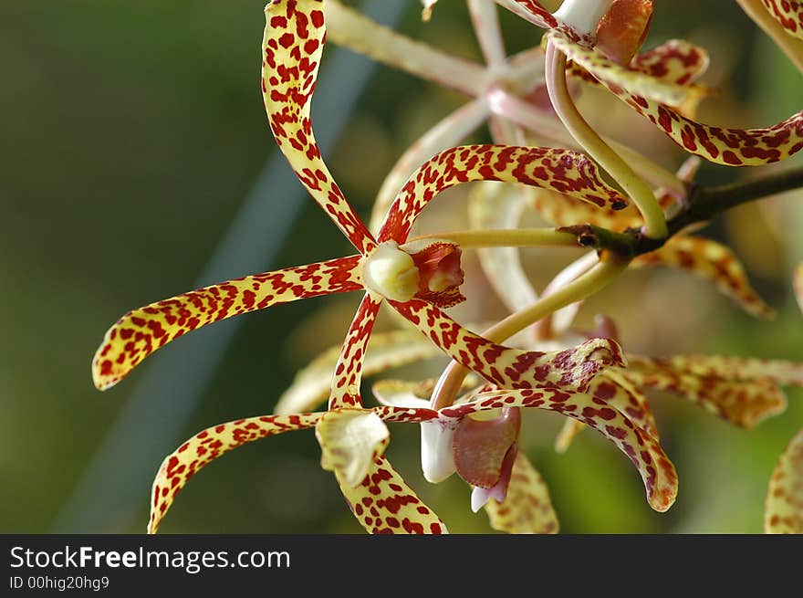 Small colorful orchid