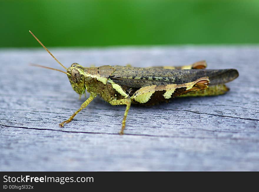 Brown color grasshopper in the gardens