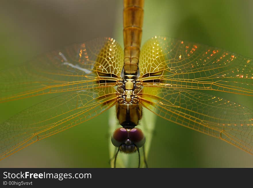 Small yellow dragonfly in the gardens