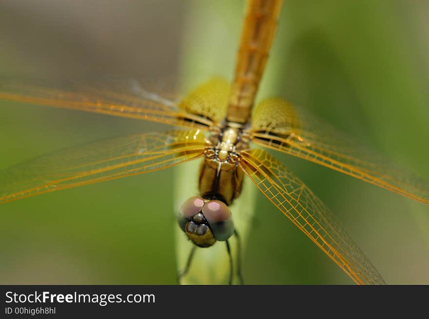 Small yellow dragonfly in the gardens