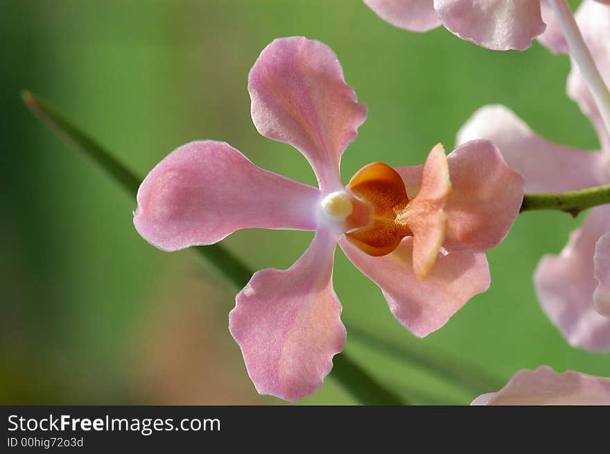 Small pink color orchid