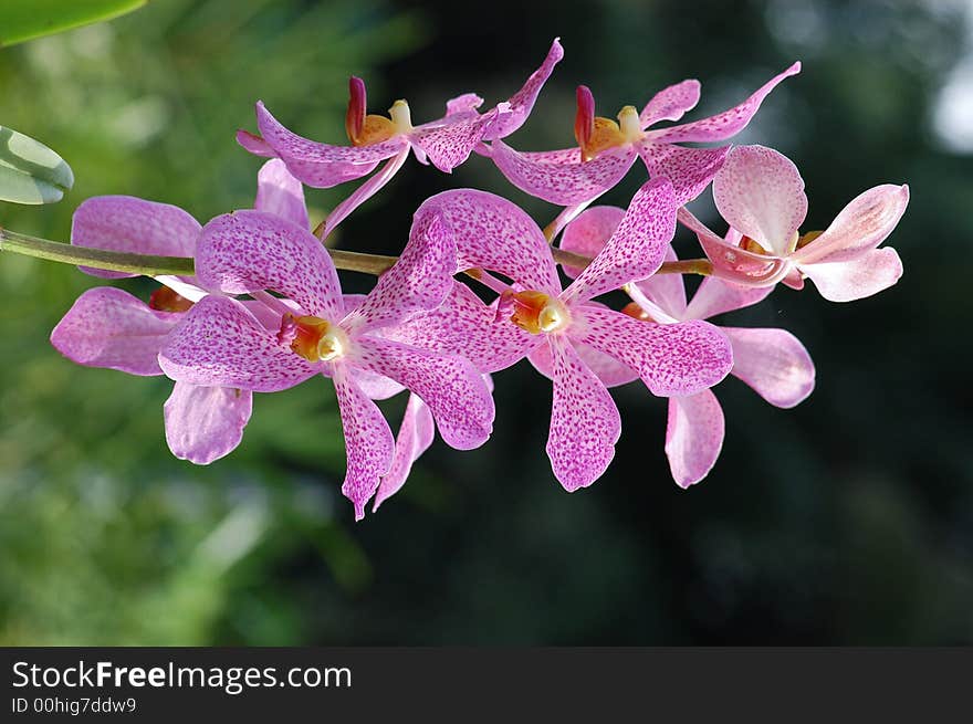 Small purple color orchid