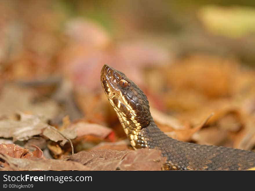 Agkistrodon Piscivorus Leucost