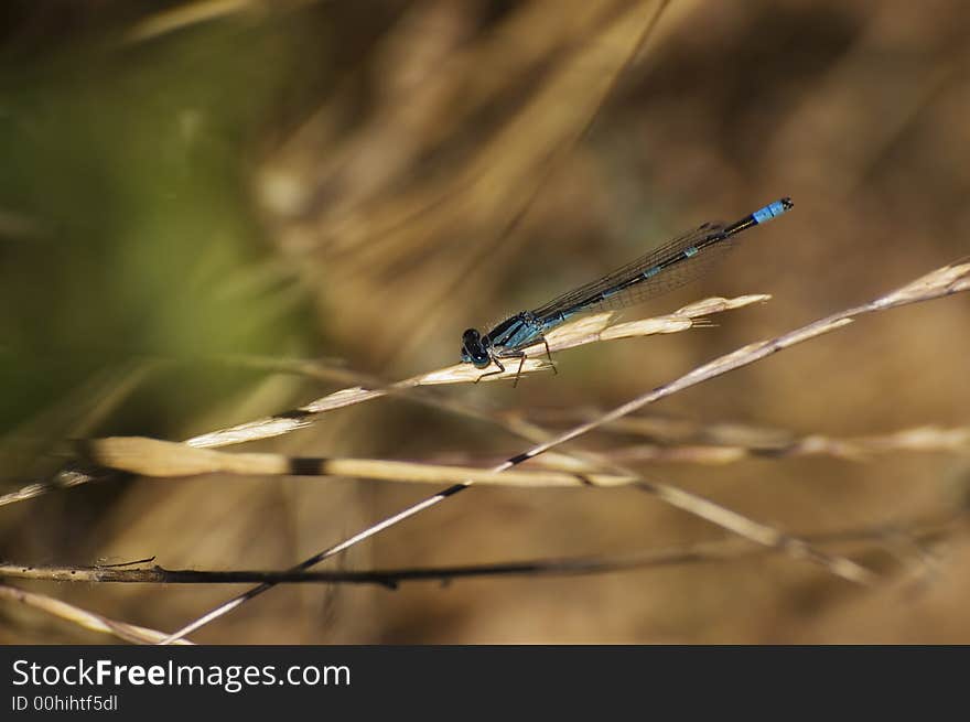 Dragon fly standing on a stem