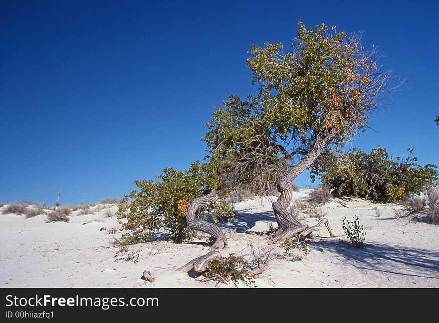 Cottonwood at White Sands