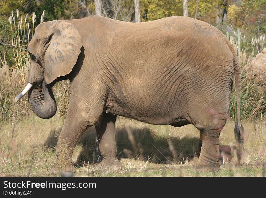 Side view of a large African Elephant