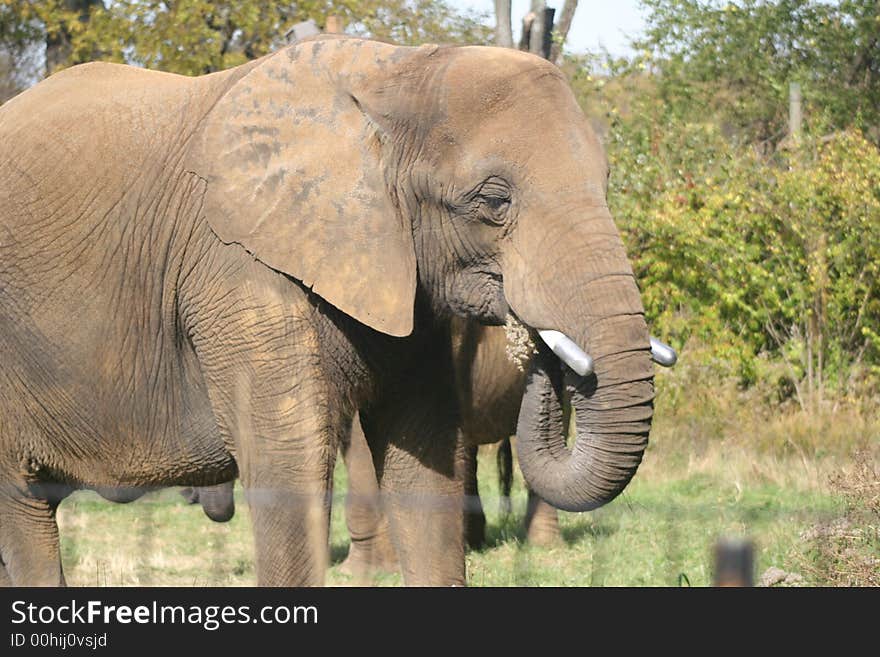 Side view of a large African Elephant. Side view of a large African Elephant